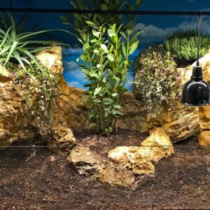 Pro suchozemské želvy