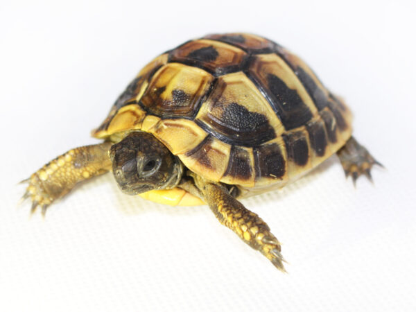 Želva zelenavá (Testudo hermanni peloponnesica)