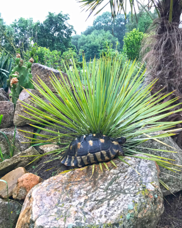 Dospělá Testudo marginata